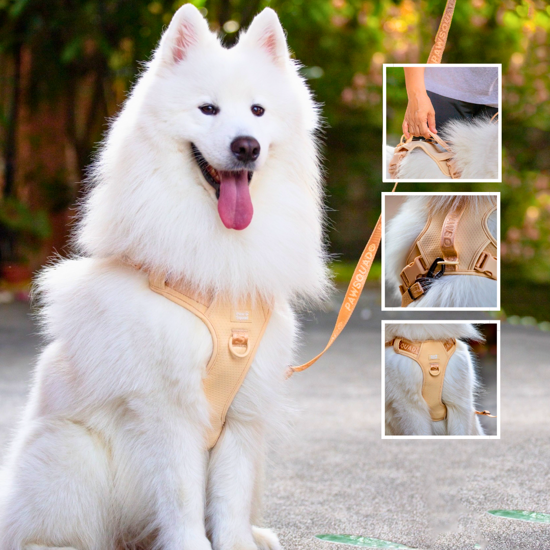 Samoyed Dog Harness 