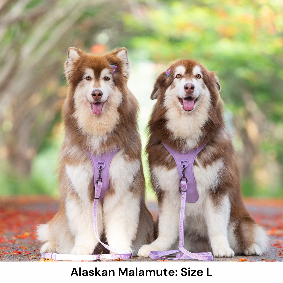 Alaskan Dog Harness