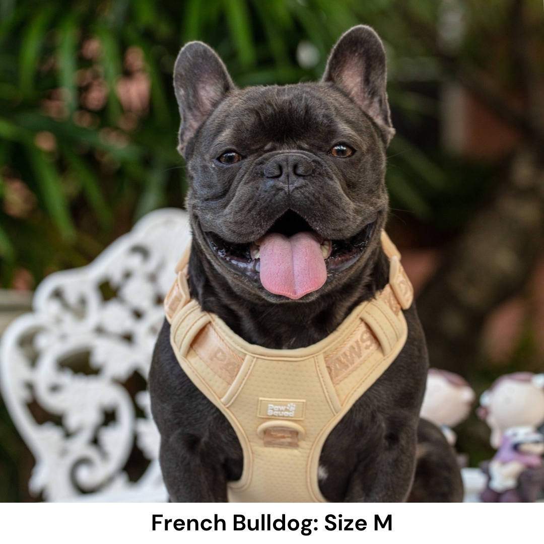 French Bull Dog Harness