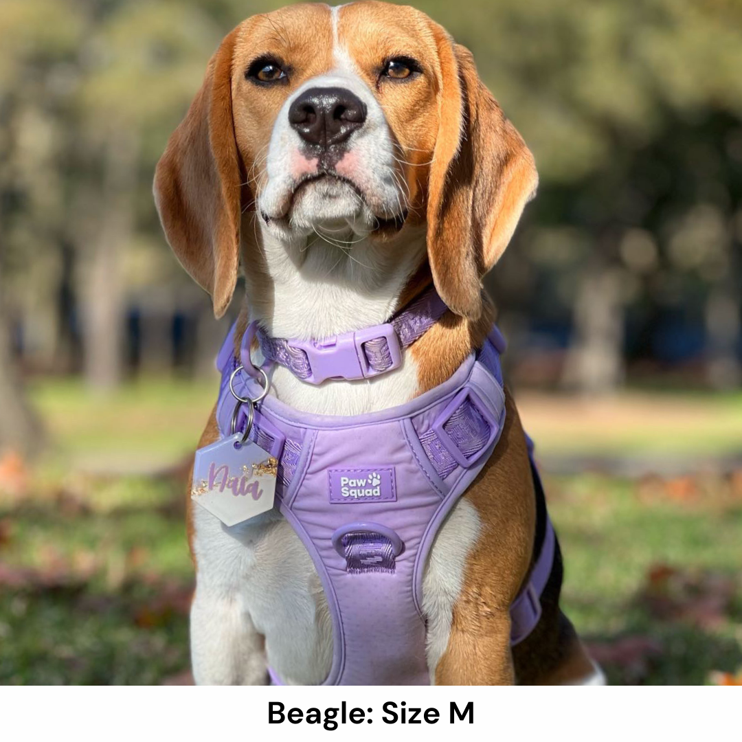 Beagle Dog Harness