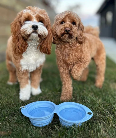Foldable Travel Bowls: The Perfect Companion for Your Dog's Adventures