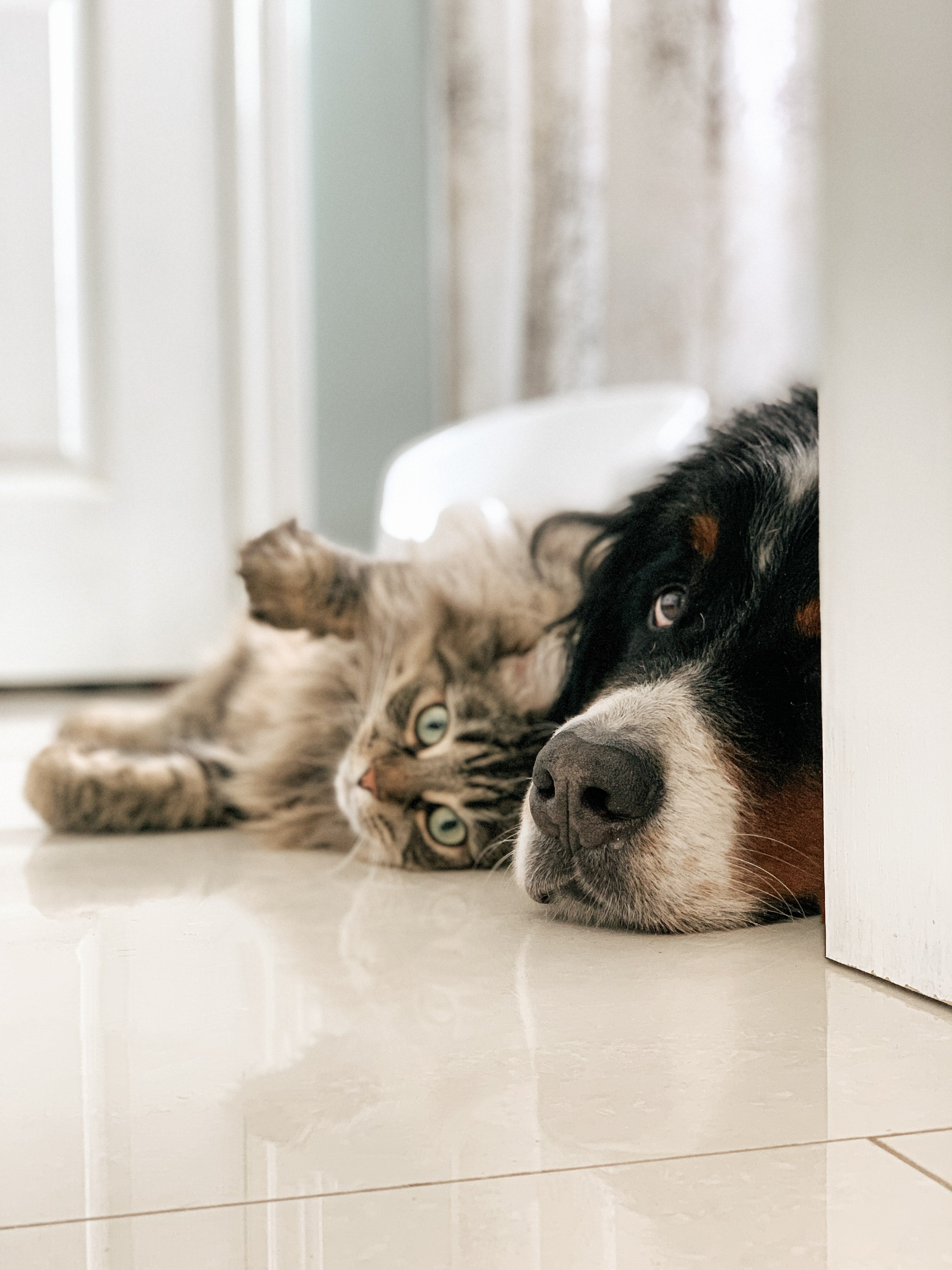 Dogs vs Cats: Which Pet is Right for You?