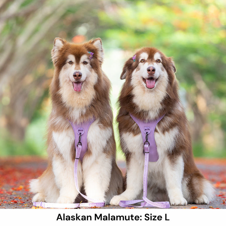 Alaskan Malamute Dog Harness