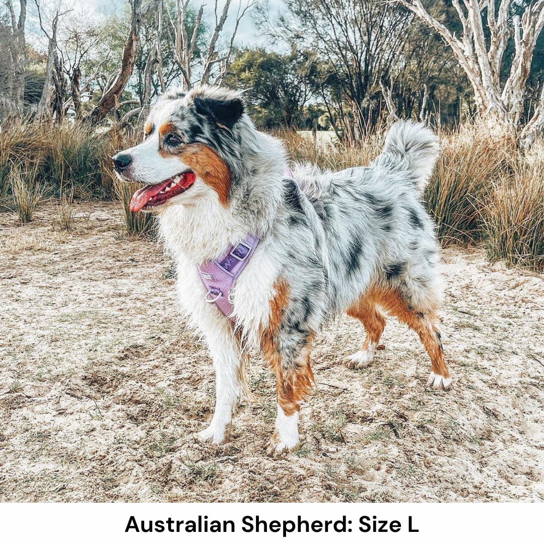 Australian Shepherd Dog Harness