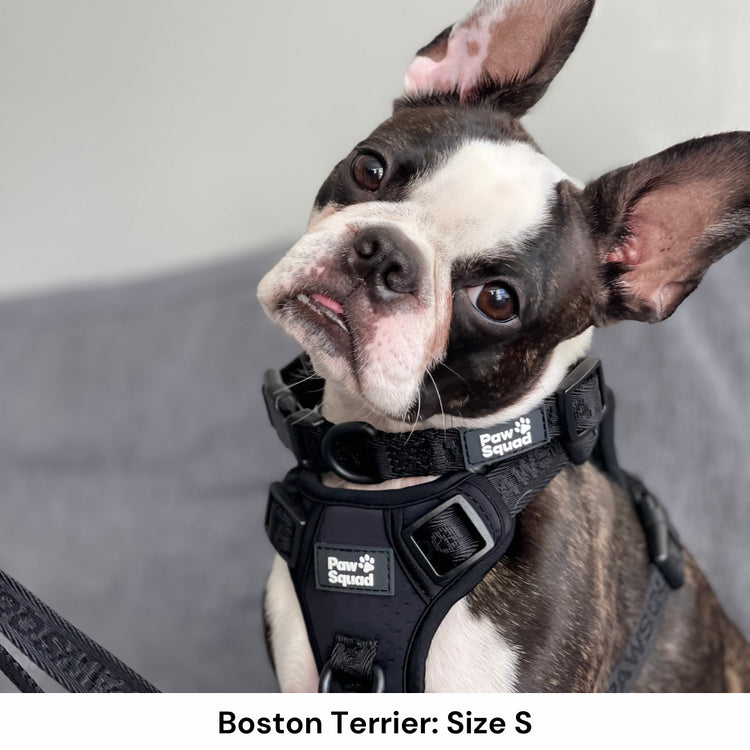 Boston Terrier Dog Harness