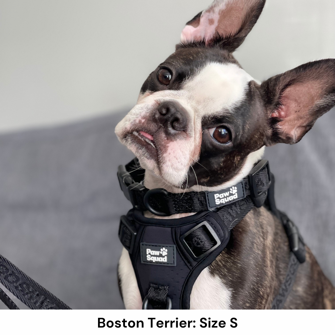 Dog harness for Boston Terrier